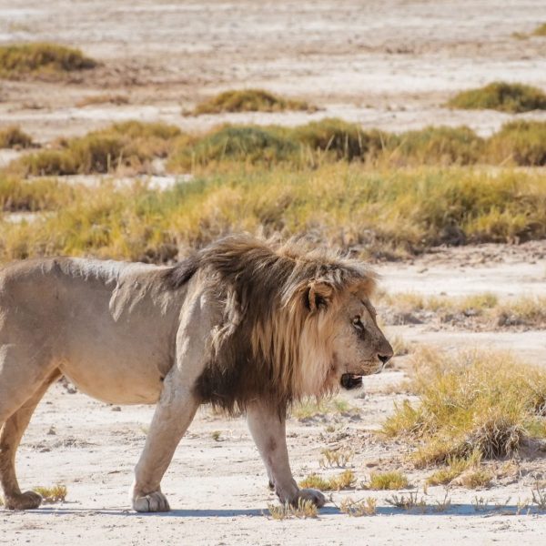Etosha male Lion
