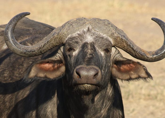 African buffalo or Cape buffalo, Syncerus caffer, with Red-bille