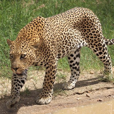 Kruger Leopard