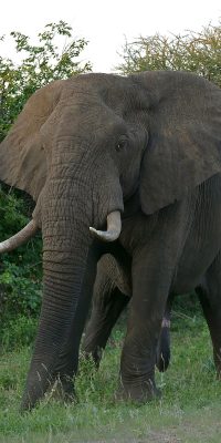 home-elephant